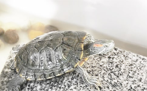 �����ų�����ζ�����ڹ꡷�����15ƪ