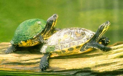 ���������ڹ�̰�