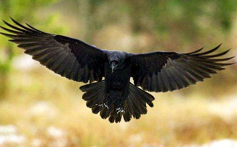 ���ڡ���ѻ��ˮ���̰�4ƪ