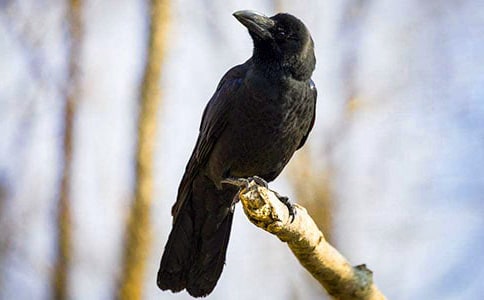 ���ڡ���ѻ��ˮ���̰�ģ�弯��ʮƪ