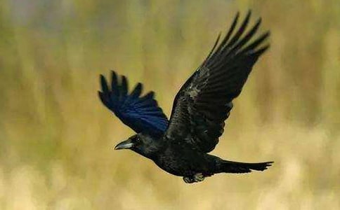 ��ѻ��ˮ��ѧ��˼����