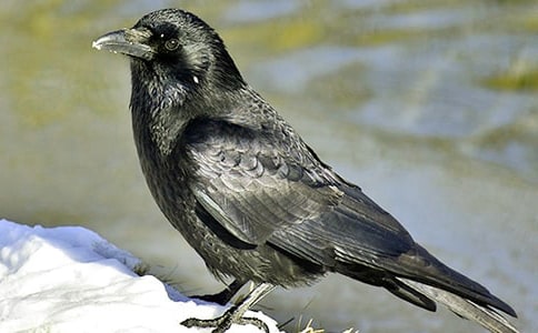 ����ѻ��ˮ���̰�(15ƪ)