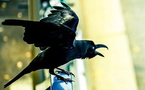 С��ѻ�������̰�