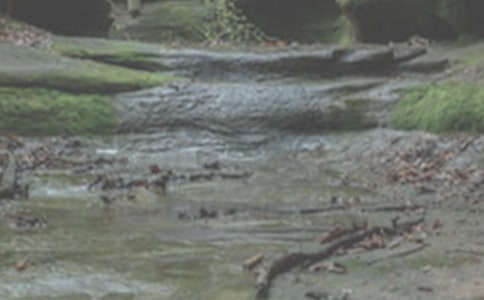 ���ľ���СϪ���ĸ衷�����