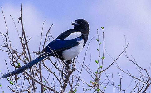 《树和喜鹊》教学反思(通用5篇)