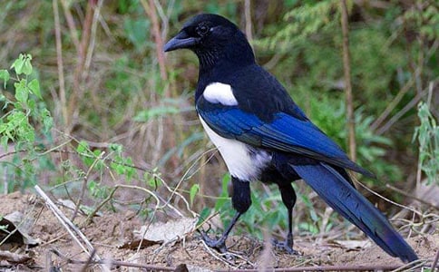 ������ϲȵ���̰�