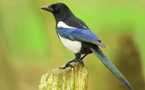 ����ϲȵ˵�θ�ģ�壨��ѡ5ƪ��