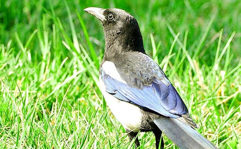 �����ϵ�ϲȵ˵�θ�ģ�壨ͨ��5ƪ��