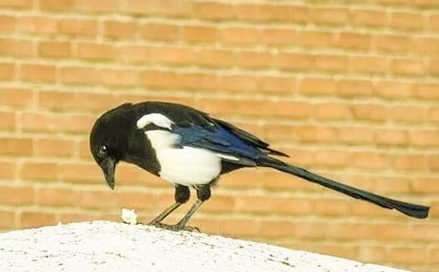 ����ϲȵ��ѧ��˼����15ƪ