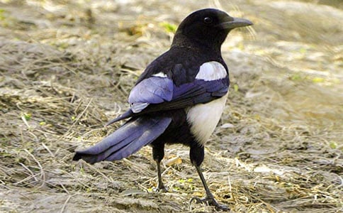 �������ϵ�ϲȵ����ѧ��˼[����]