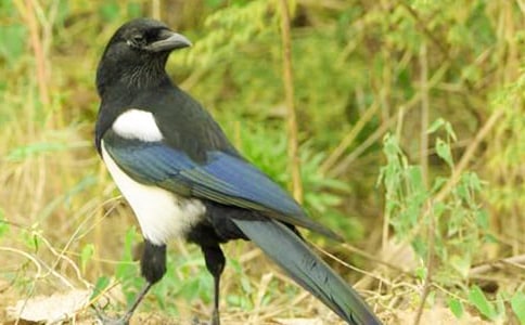 ����ϲȵ��ѧ��˼����ѡ15ƪ��