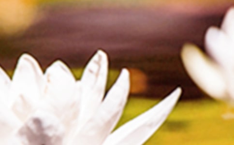 夏至祝福问候语汇总(11篇)