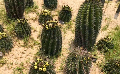 ���������ơ��и�