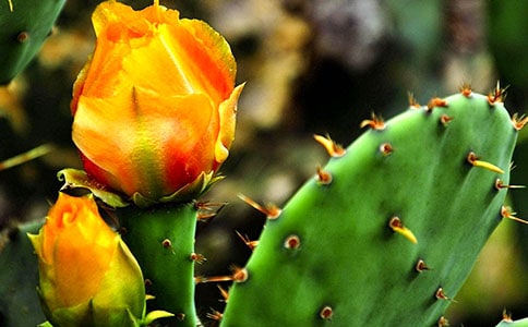 �����ƶ����