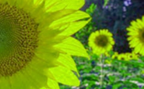 大班美术教案《美丽的向日葵》