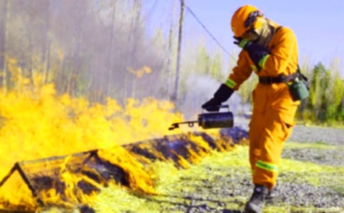 ������ȫɭ�ַ���̰�