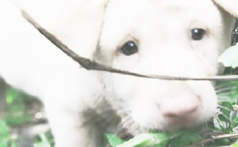 ��С��ǮǮ���Ķ����2ƪ(ʵ��)