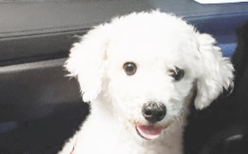 ��С��̧���Ρ��̰�15ƪ