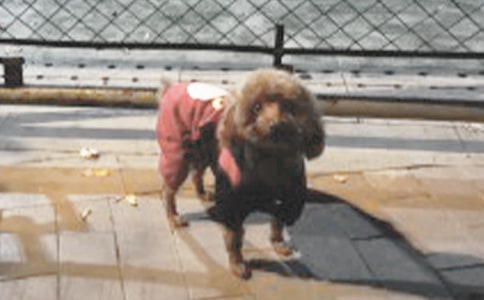 ��С��ǮǮ�������(��)