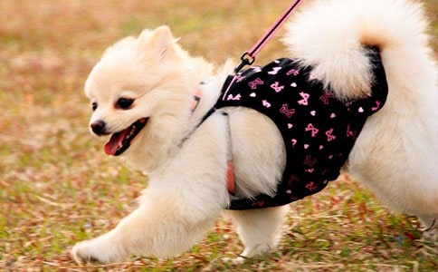 ��������С�����̰�