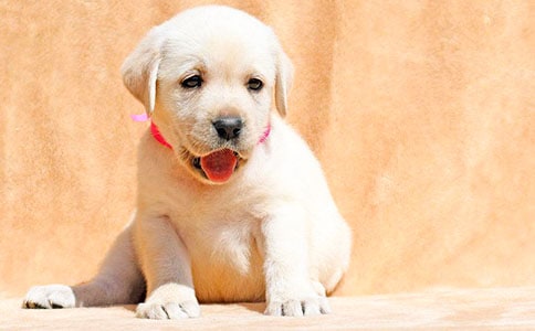 ��С��ǮǮ�������(�ϼ�15ƪ)