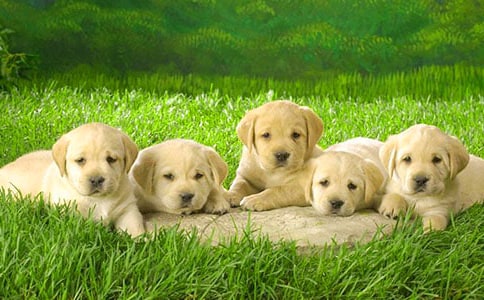 ������С����ѧ��˼6ƪ