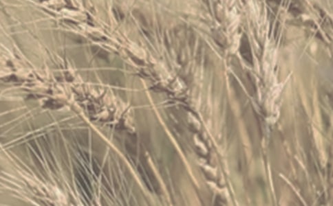 С�����Ӳɹ���ͬ�鷶������ѡ22ƪ��