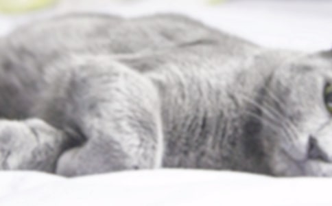 ��ʮֻСè�䡷�̰�