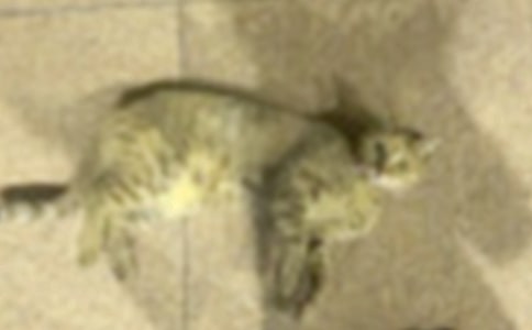 �����޶�������Сè���̰�15ƪ