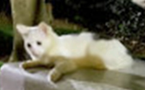 ������Сè�̰�