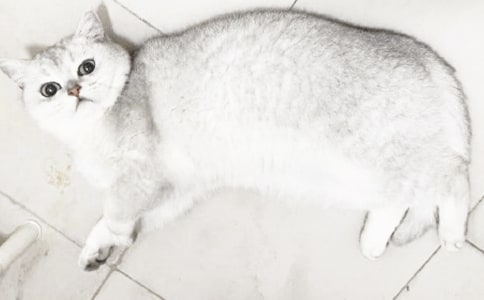 С��Сè�̰�