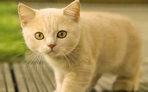 С����ѧ�����Խ̰���Сè�����