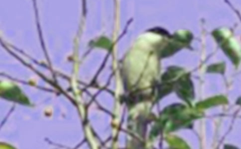 С�����̰���С�����