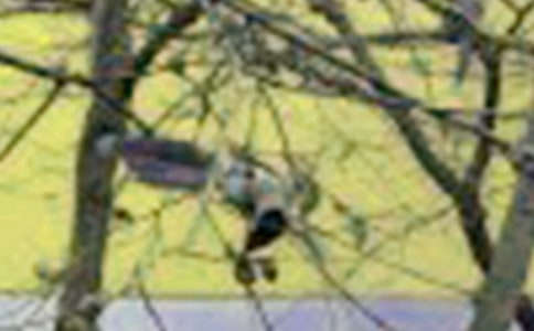 С���Ҽ����ӻ�̰�