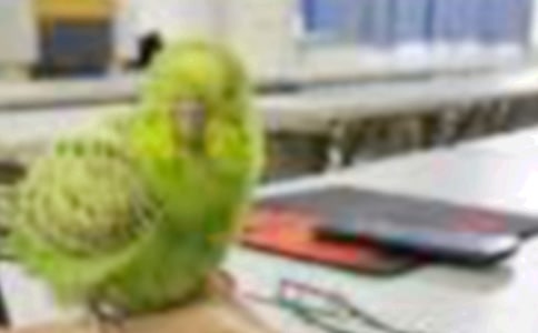 ��һֻС�񡷶����13ƪ