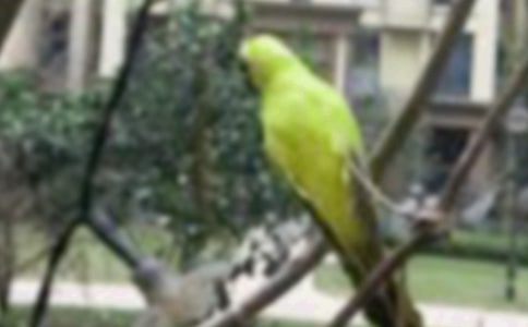 һֻС������