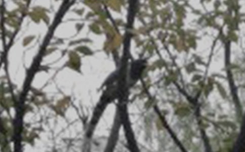 ��С���ǣţ����˵�θ�