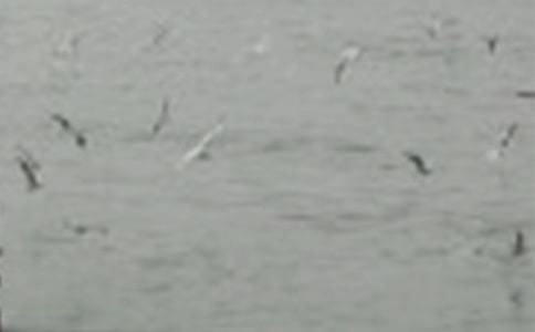 С�ࡶС���Ҽҡ��̰�