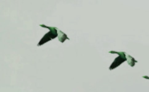 ��һֻС�񡷶���м���13ƪ