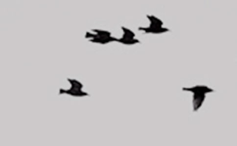 ��������С�񡷽̰�15ƪ