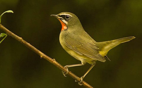 ��С����á��̰�