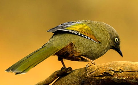 中班语言教案《送小鸟回家》