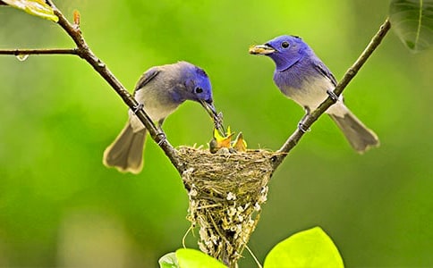 С��������̰�