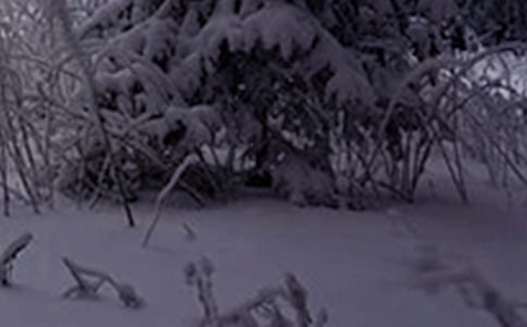 �׶�԰�а�Сѩ�̰�