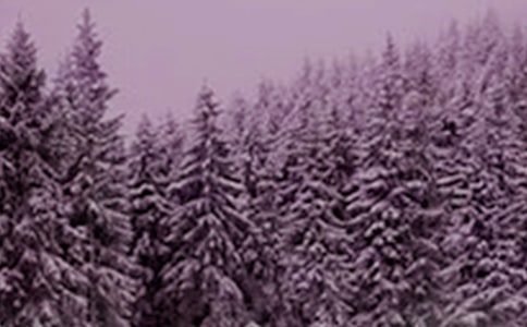 节气小雪的教案