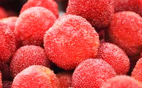 《我爱故乡的杨梅》教案(15篇)