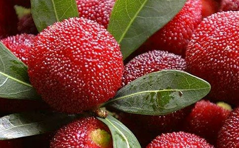 《我爱故乡的杨梅》教案(通用15篇)