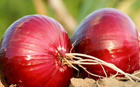 ���ͷ���ռǶ����(�ϼ�15ƪ)