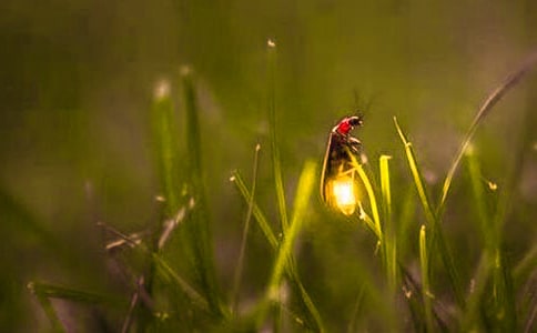《萤火虫小巷》读后感