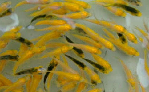 【热门】鱼苗购销合同